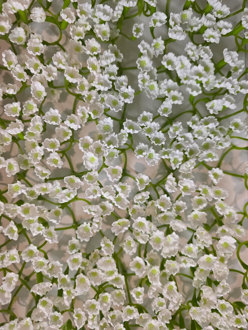 Seifenblume "Schleierkraut 456" Weiß