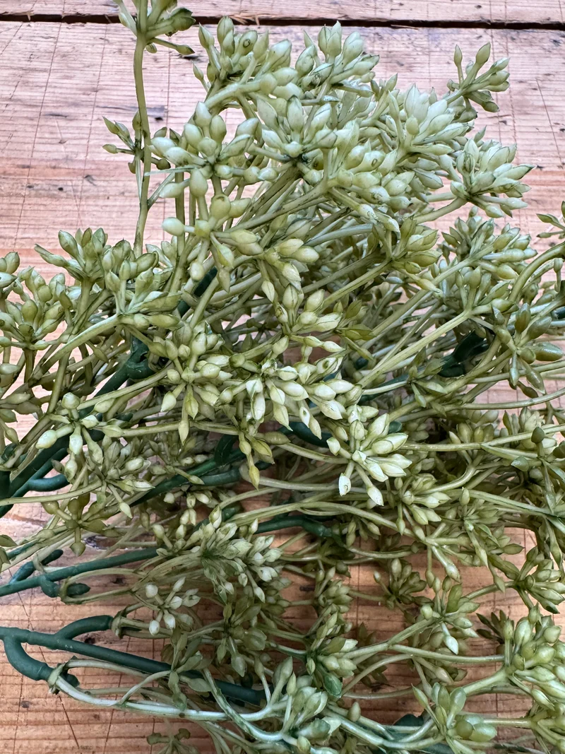 Sedum Busch