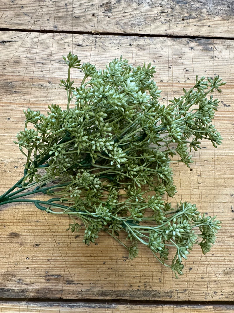 Sedum Busch