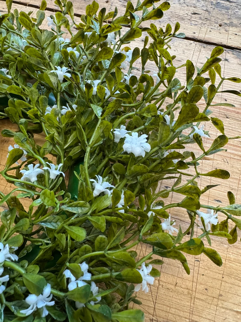 Kranz-Buchsbaum mit weißen Blüten