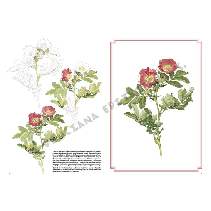 Leonardo Collection 42 Roses