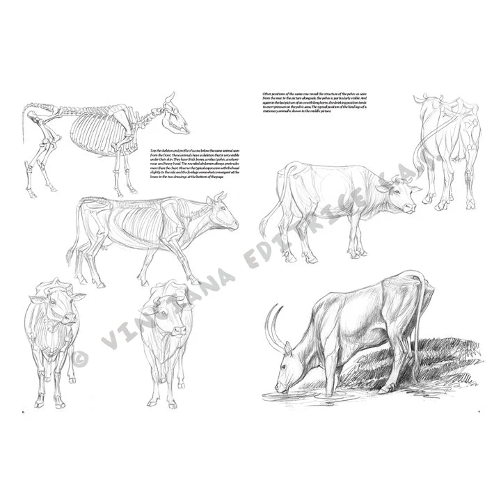Leonardo Collection 13 Animals
