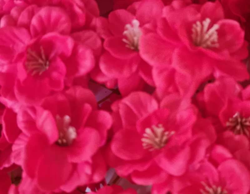 Seifenblume "Kirschblüten 138" Rot