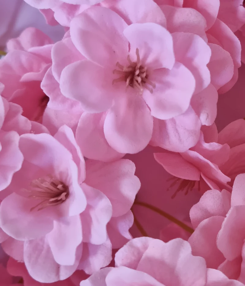 Seifenblume "Kirschblüten 137" Rosa