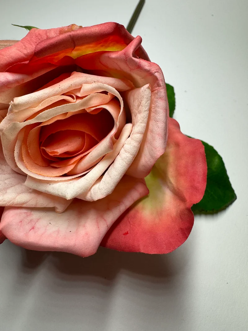 Rose verschiedene