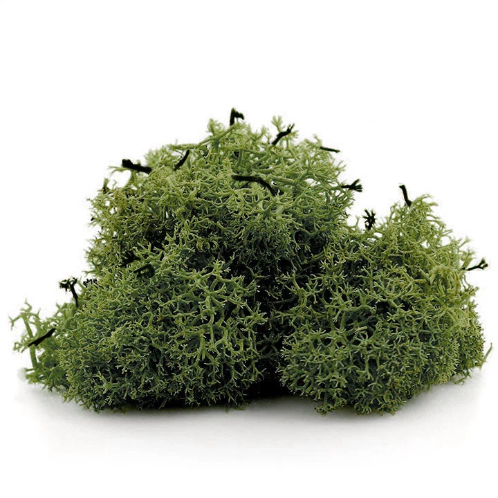 Iceland Moss 12 g
