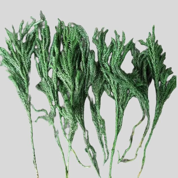 Dried Plants for Soap