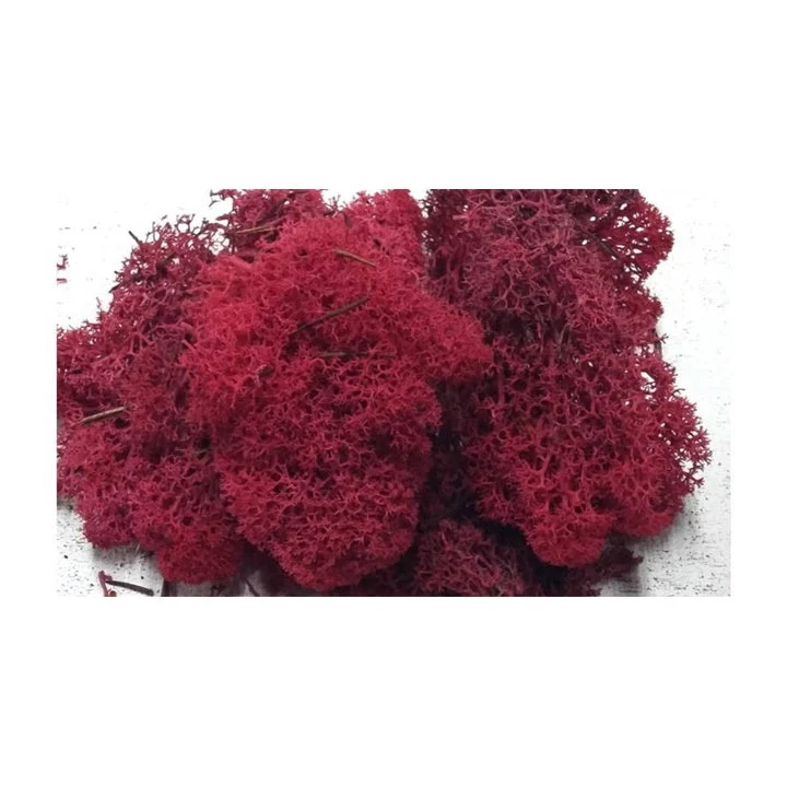 Stabilized Icelandic Moss 500 g