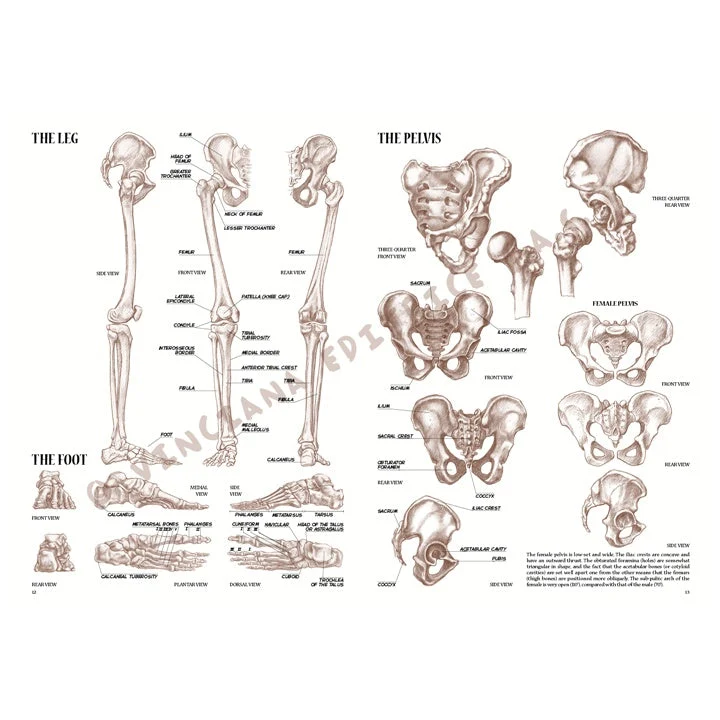 Leonardo Collection 04 Anatomy