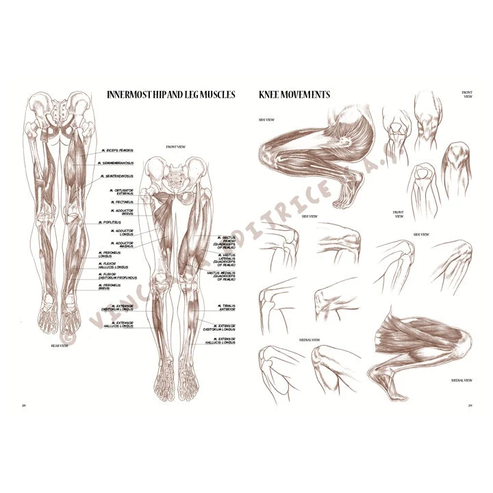 Leonardo Collection 04 Anatomy
