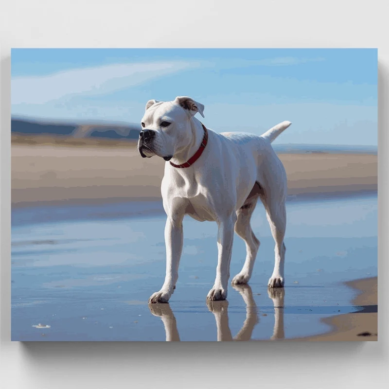 White Boxer Dog on Beach - Paint by Numbers Kit