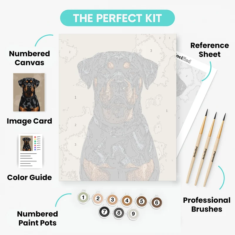 Regal Rottweiler with Leather Collar - Paint by Numbers Kit
