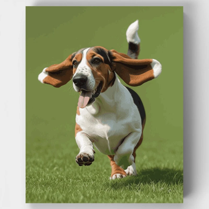 Basset Hound Running with Floppy Ears - Paint by Numbers Kit