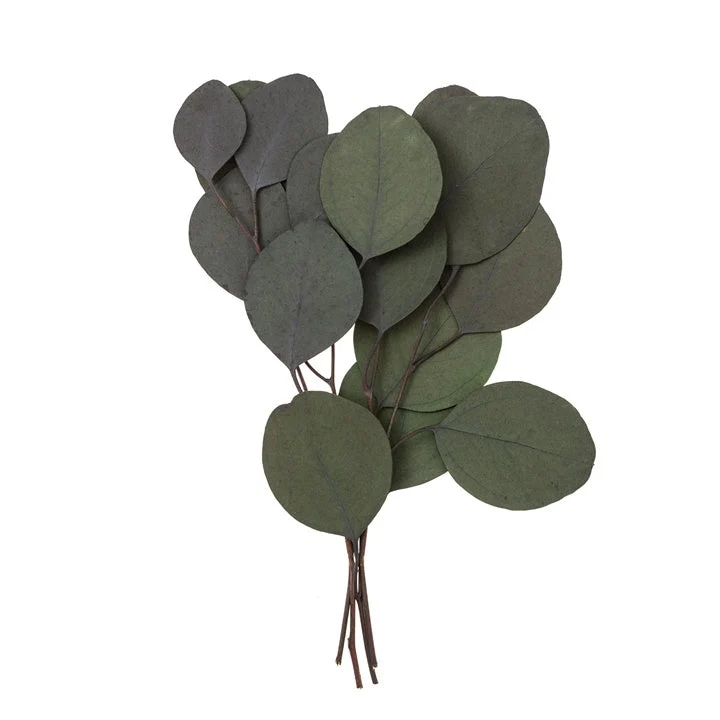 Stabilized Eucalyptus Populus, Green / 4 Stems, 20 cm