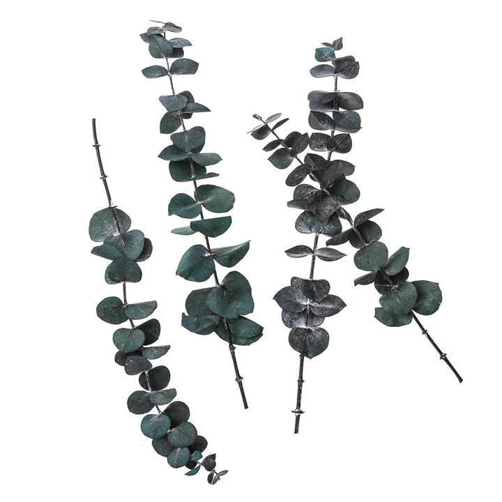 Stabilized Eucalyptus Baby Blue / 4 Stems, Green, 20 cm